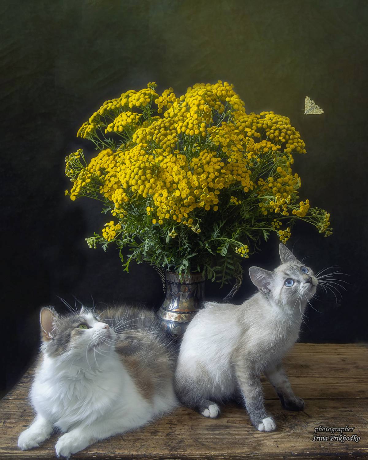 животные, котонатюрморт, кошки, котята, питомцы, букет пижмы, Приходько Ирина