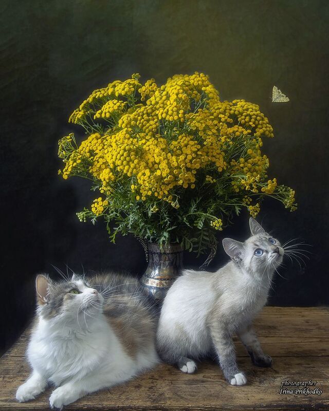 животные, котонатюрморт, кошки, котята, питомцы, букет пижмы Любопытство во всех проявленияхphoto preview