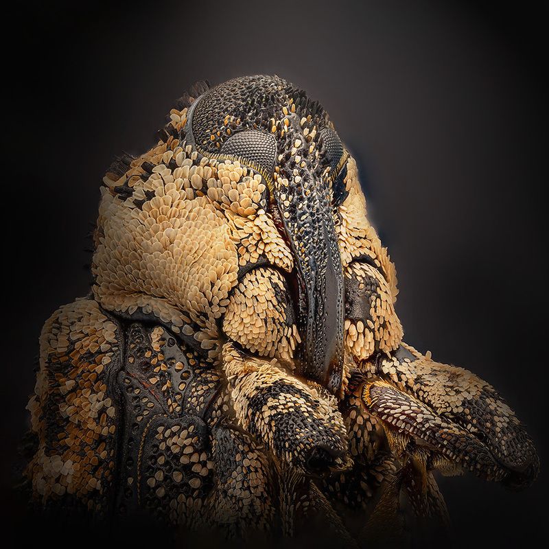 coleoptera, curculionidae, cryptorhynchus lapathi, скрытохоботник ольховый Главнюкphoto preview