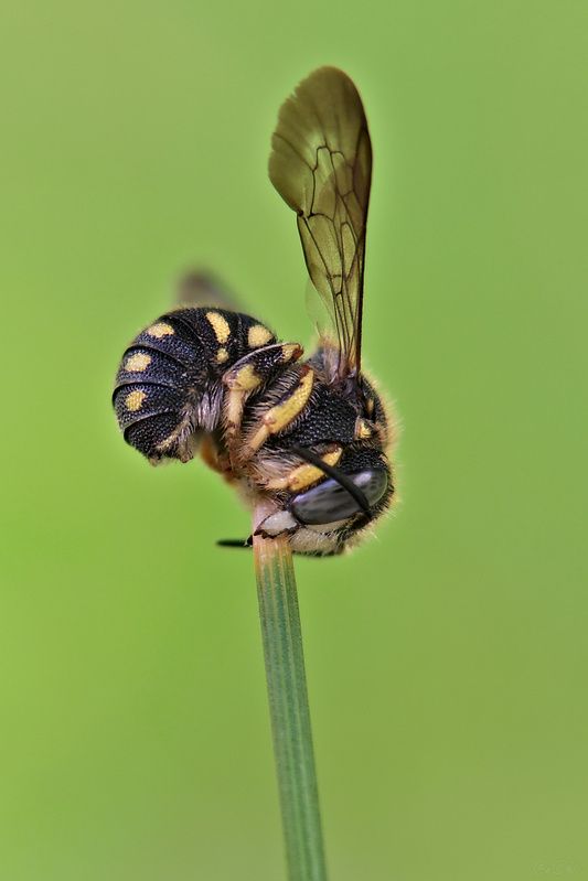 пчела #пчела1photo preview