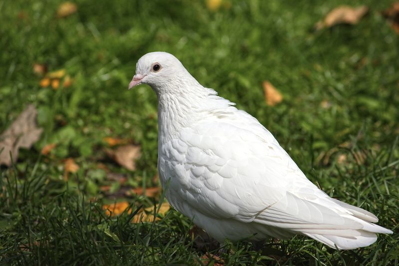 голубь, сизый голубь, columba livia Белый сизый голубьphoto preview
