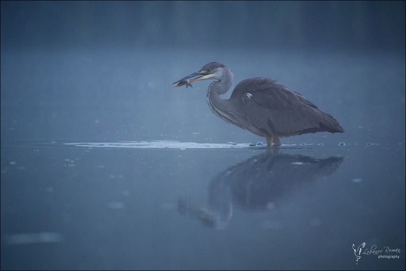 Серое туманное утро фото превью