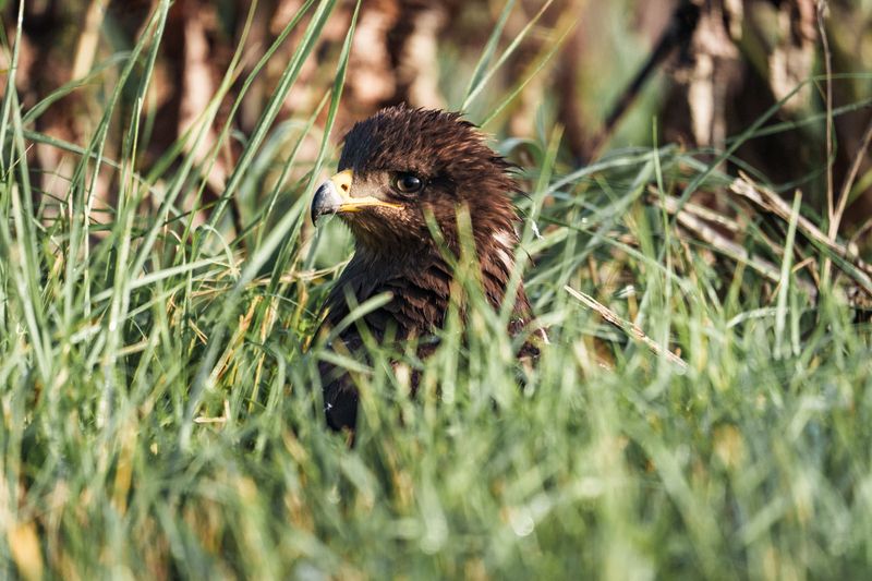 Сытый и довольныйphoto preview