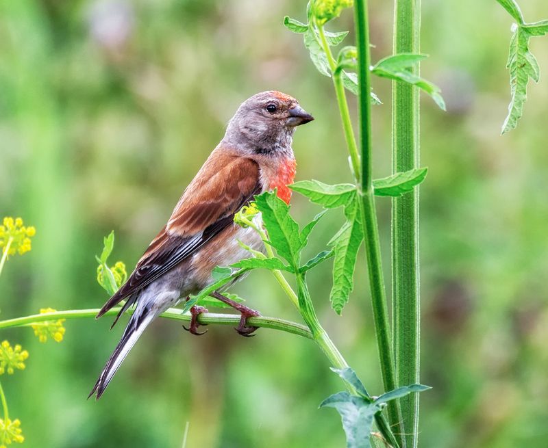 птица, коноплянка, самец, самка, Коноплянки..photo preview