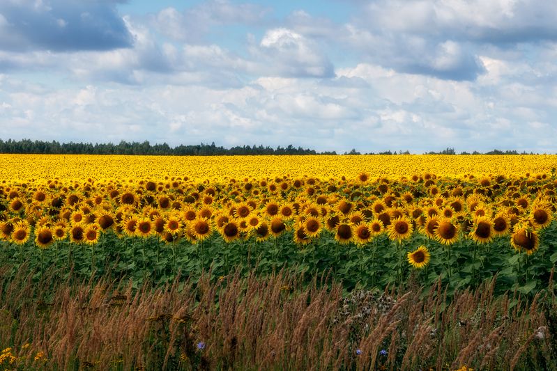 пейзаж, пастораль, природа, сельское хозяйство, подсолнухи Подсолнухиphoto preview