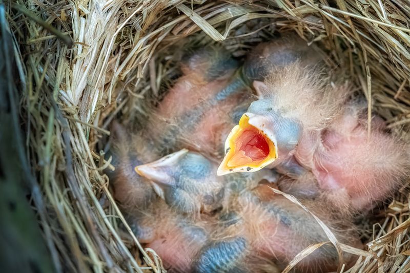 Дроздятаphoto preview