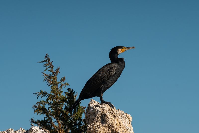 Phalacrocorax carbophoto preview