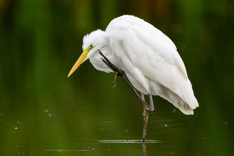 Белая цапляphoto preview