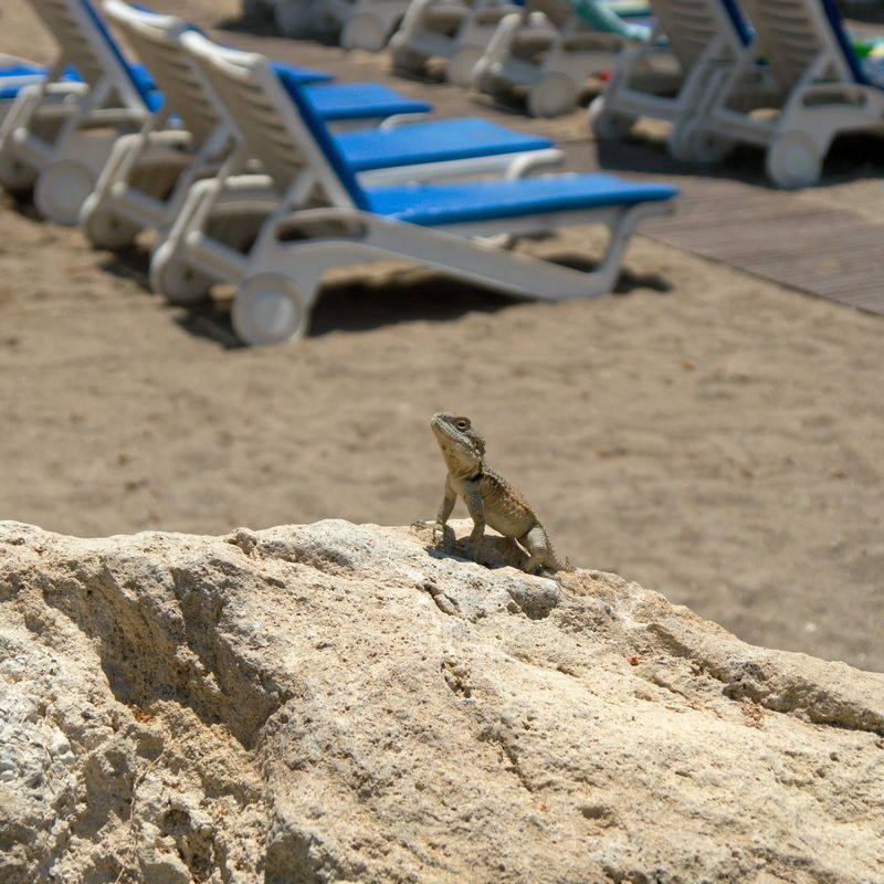 кипр, лето, пляж Солнечные ванны на пляжеphoto preview