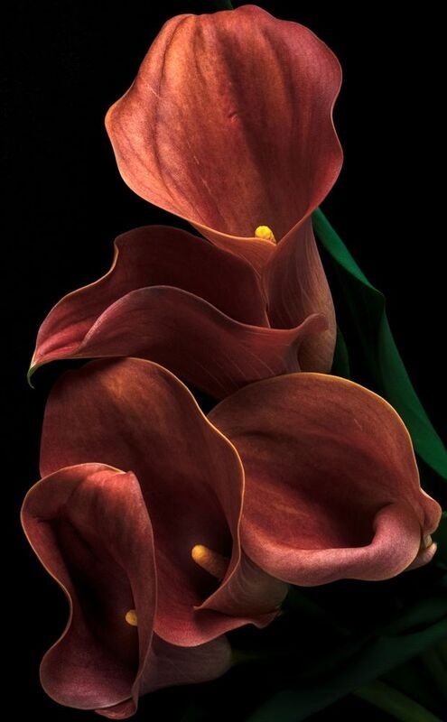 Каллыphoto preview