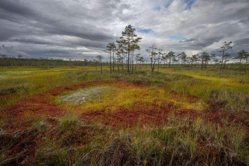 болота, болталенобласти, ленобласть Дыхание осени на болотах Ленобластиphoto preview