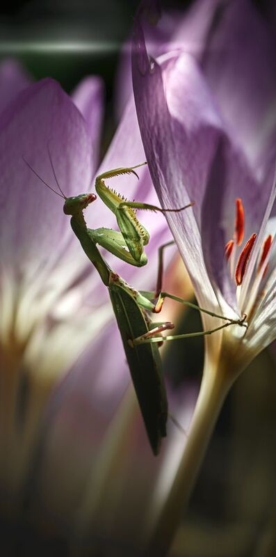 Соло на арфеphoto preview