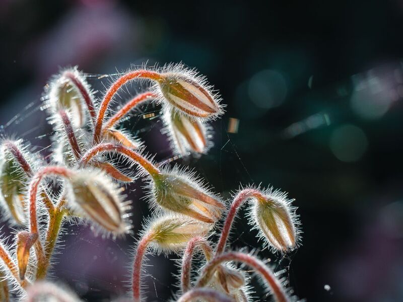 Хищникphoto preview