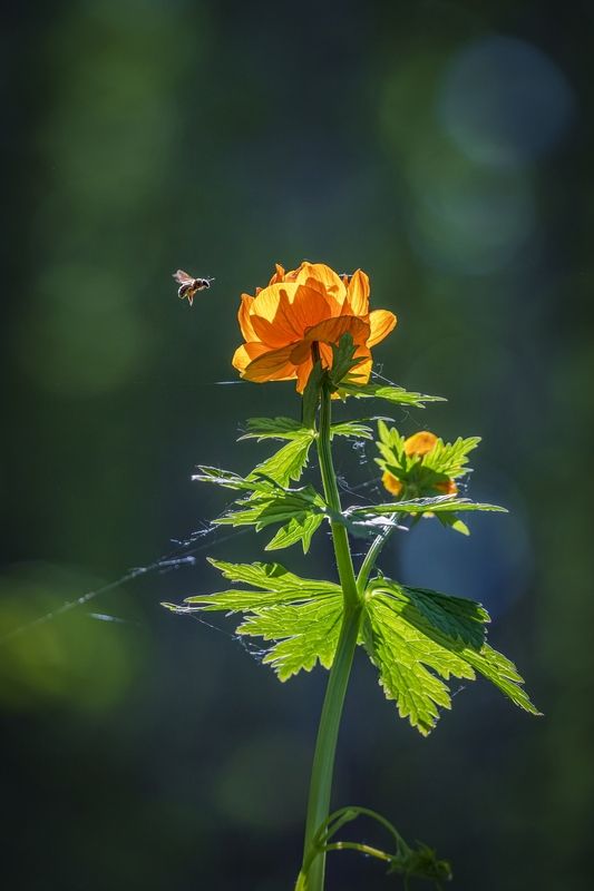 Вжик ...photo preview