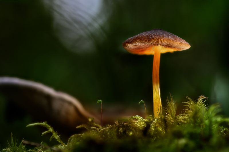 Волшебный светphoto preview