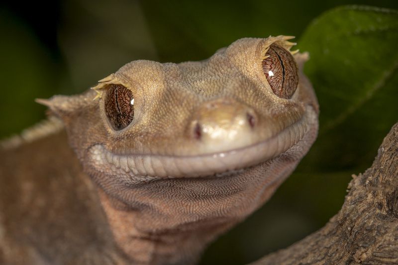 lizard, animals, reptile, portrait, closeup  фото превью