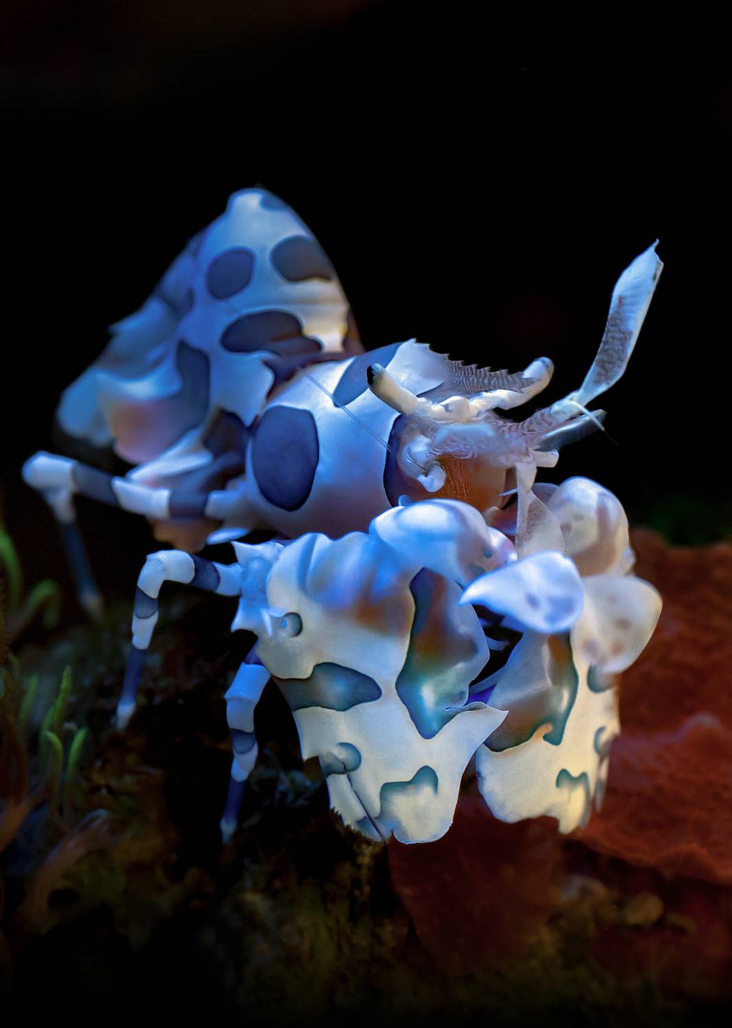 Креветка - арлекин.. Автор: Лисицын Сергей , Лисицын Сергей