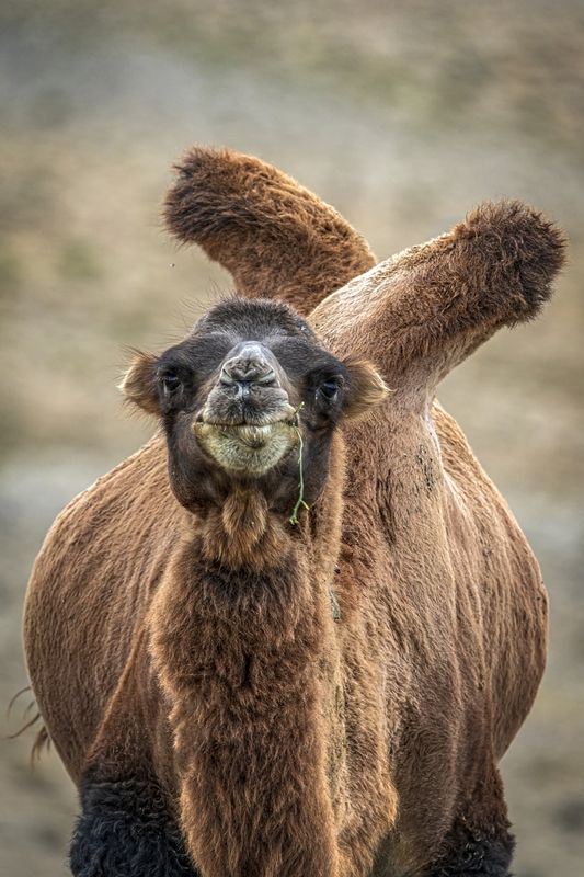 Милашphoto preview