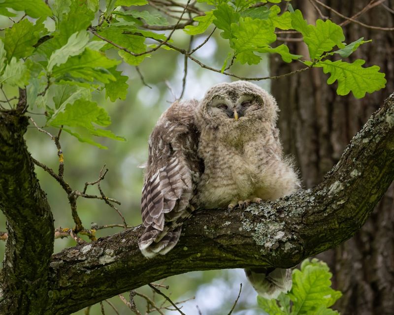 сова, совенок, уральская неясыть, птицы, неясыть, длиннохвостая неясыть photo preview