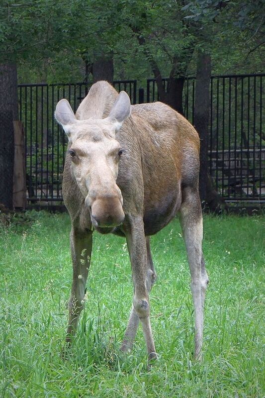 лось, животные, дикие животные, млекопитающие, парнокопытные, звери, оленевые, жвачные, Лось.photo preview