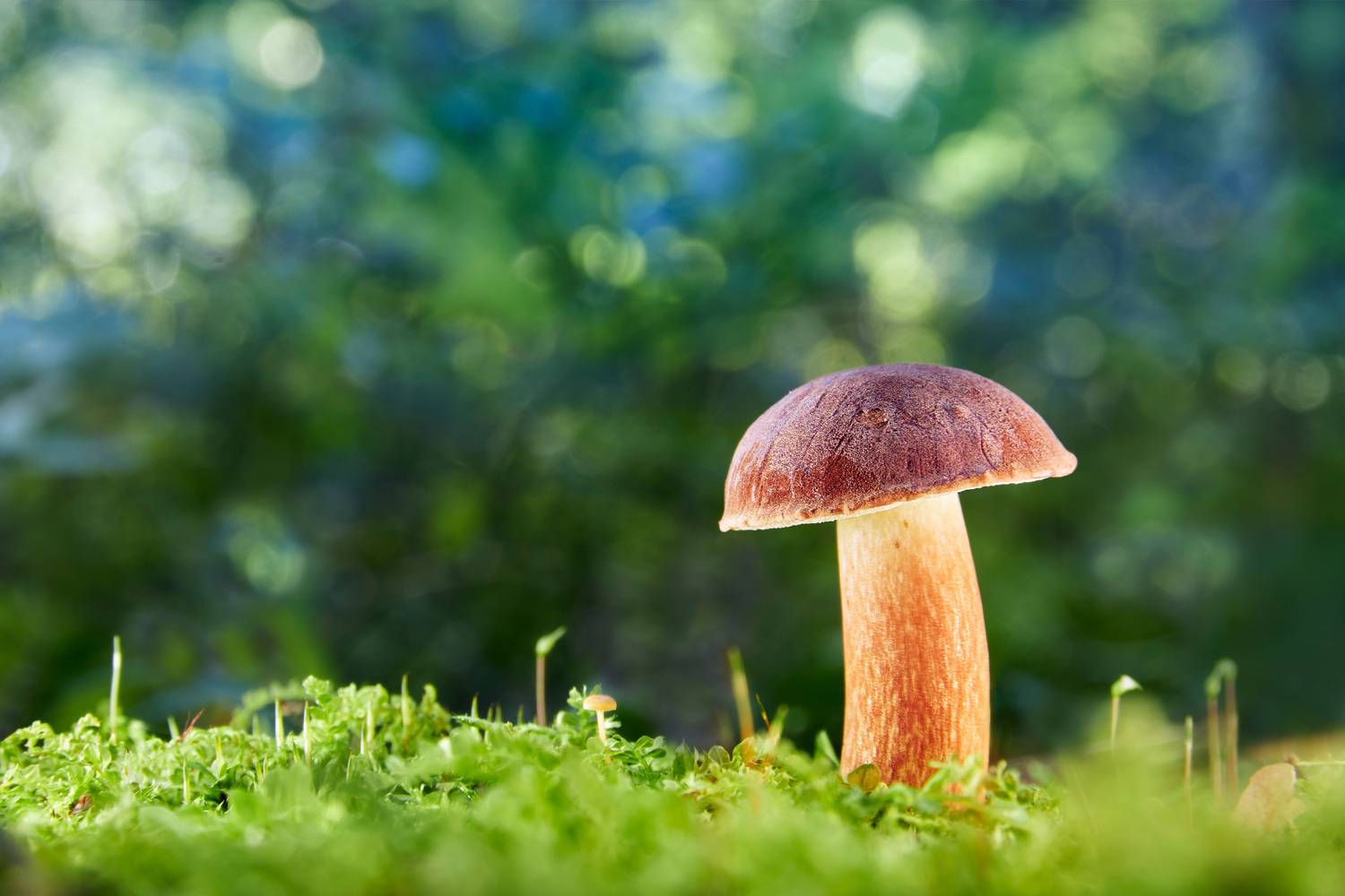 Грибок. Автор: Валерий Вождаев гриб, лес, Валерий Вождаев