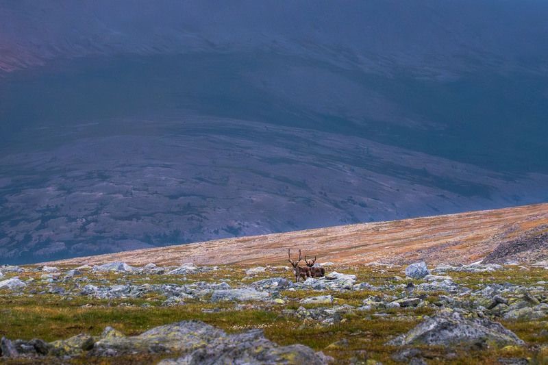 Обитатели Плато Руинphoto preview