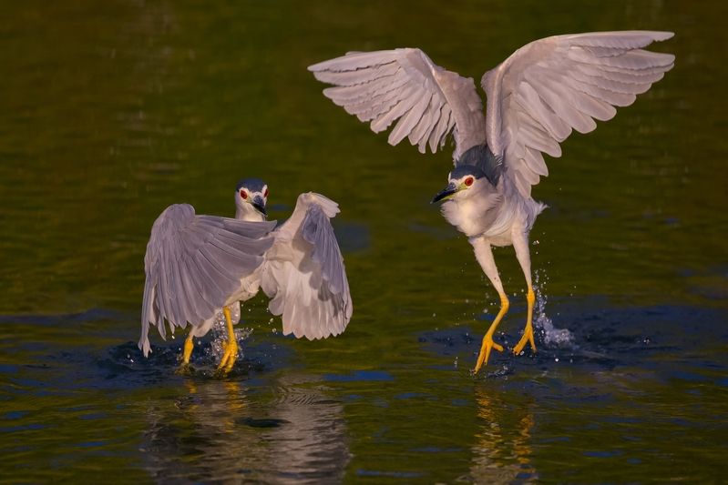 Night herons фото превью