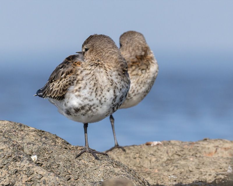 кулик, чернозобик, птицы Двухголовый чернозобикphoto preview