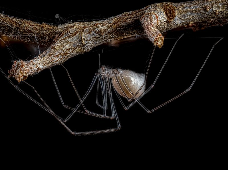 Фаланговидный фолькус.photo preview