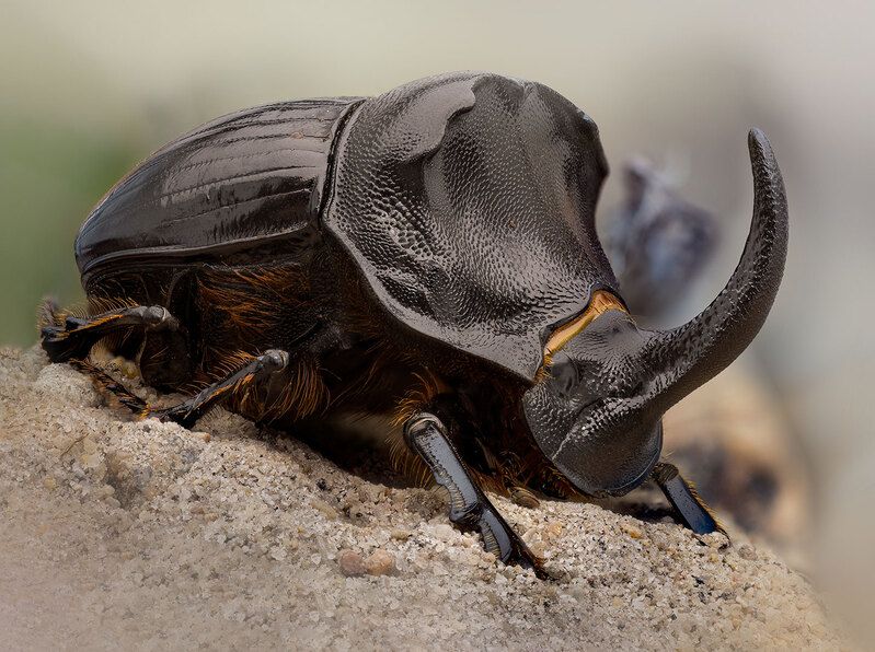 coleoptera, scarabaeidae, copris hispanus Трудягаphoto preview
