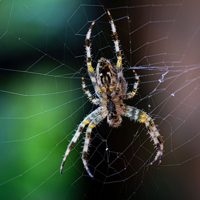 Один день из жизни пауковphoto preview