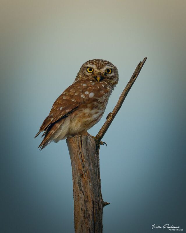 Домовый сычphoto preview