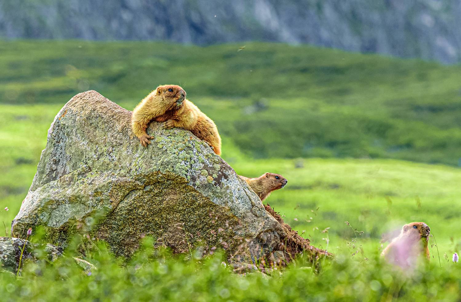 сурок., Усанин Максим