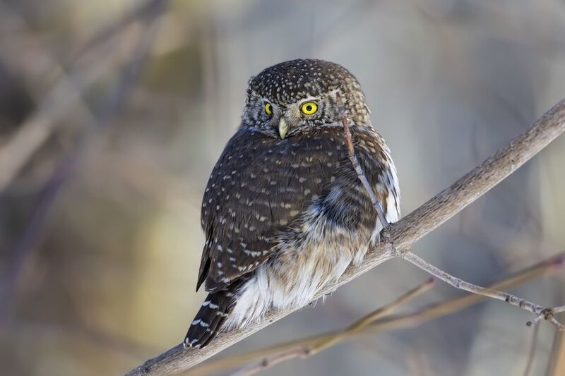 воробьиный сычик, воробьиный сыч, сова, птицы, photo preview
