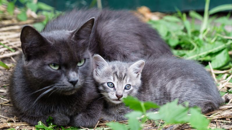 Кошкиphoto preview