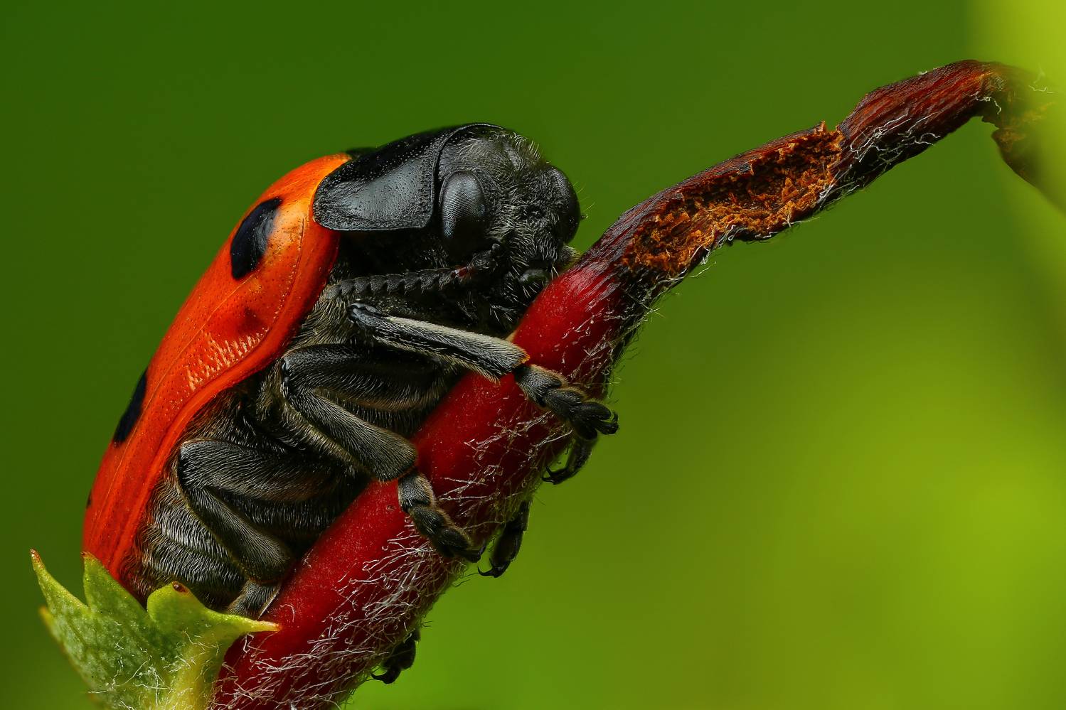 макро, природа, животное, растение, цвет, фото, зеленый, жук, ветка, красный, Шаповалов Андрей