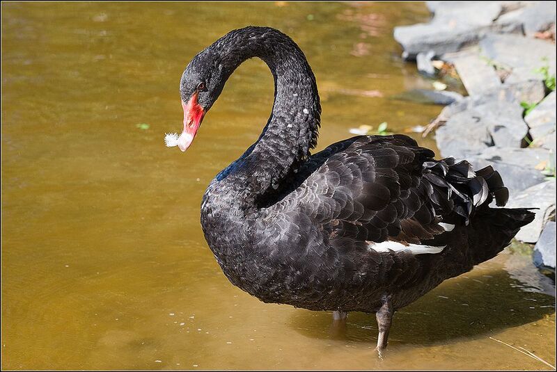 москва, парк, чёрный лебедь *photo preview