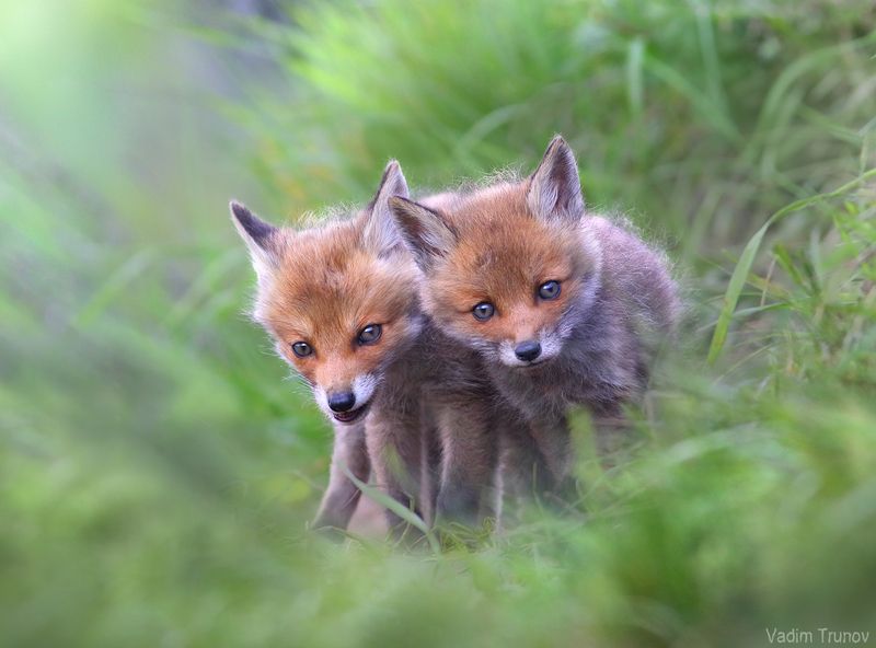 Лисята фото превью