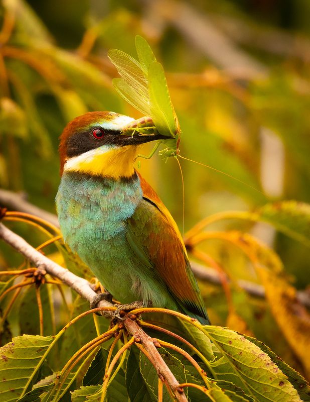 Bee-eater фото превью