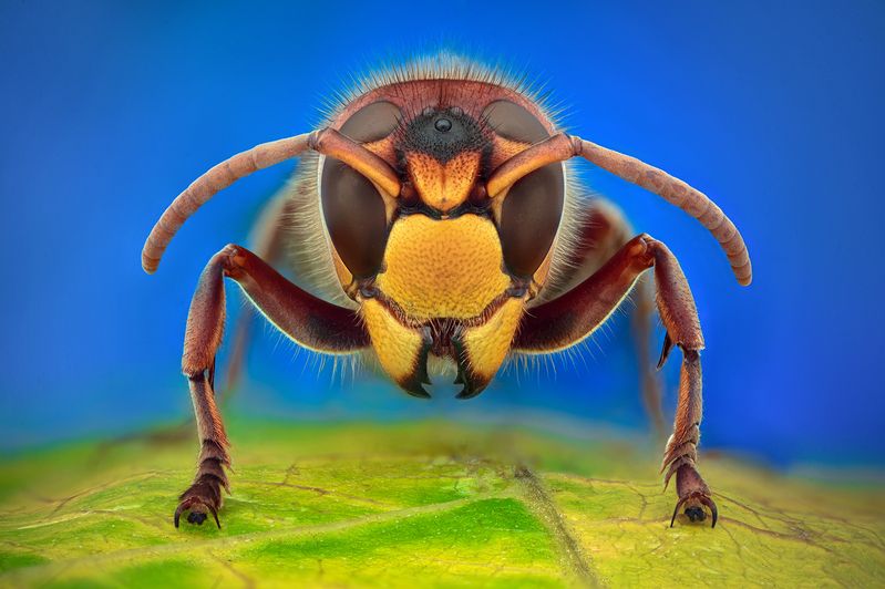 ceclii, macro  фото превью