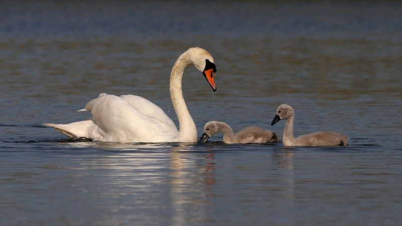 лебедь-шипун, лебедь, cygnus olor, mute swan, swan, куршская коса, куршский залив Материнствоphoto preview