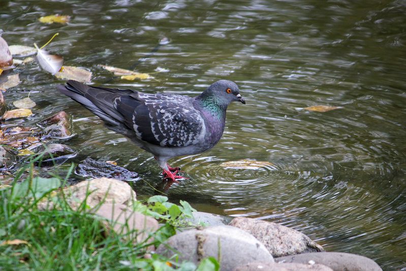 голубь, сизый голубь, columba livia Питьphoto preview