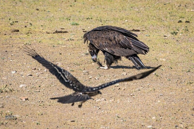 Нахлебники пожаловали ...photo preview