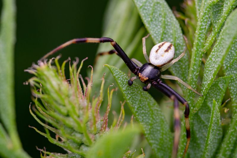 Misumena vatiaphoto preview