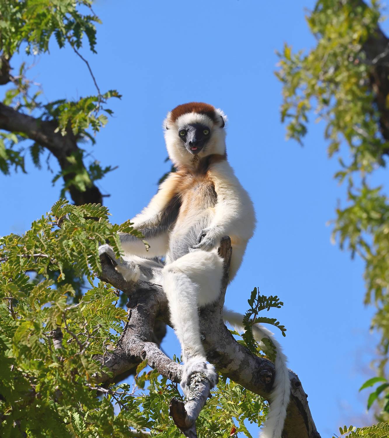 , Гудков Андрей