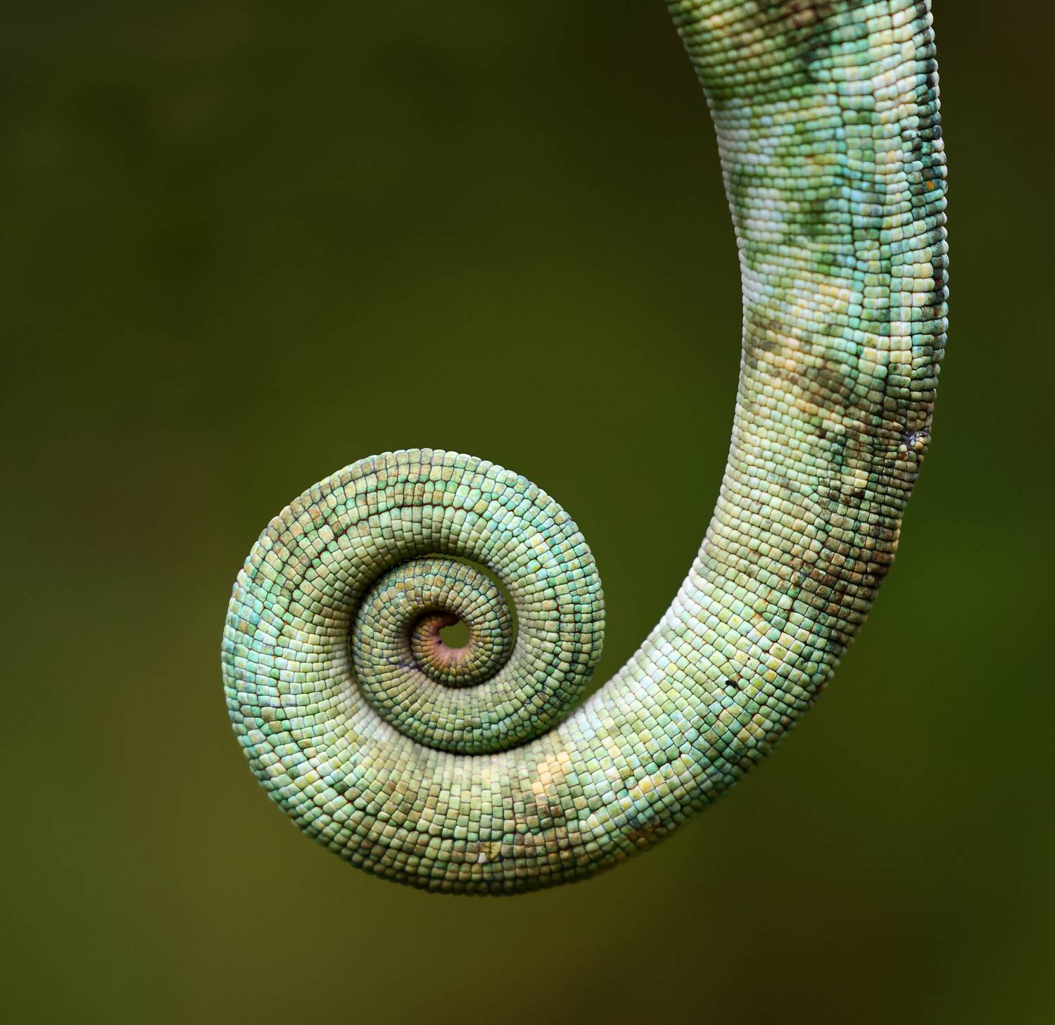 , Гудков Андрей