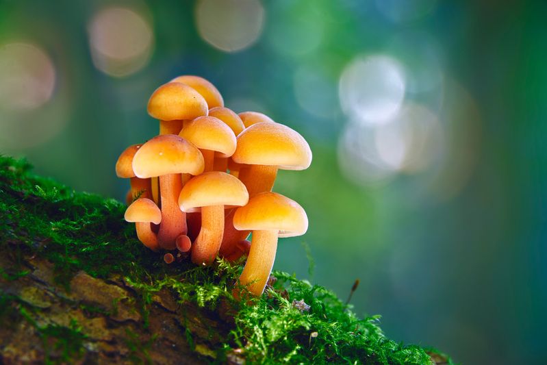 грибы Грибочкиphoto preview