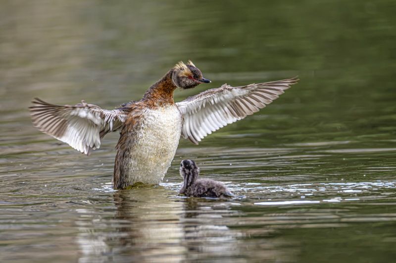 красношейная поганка, птицы, поганка, птенцы Красношейная поганка фото превью