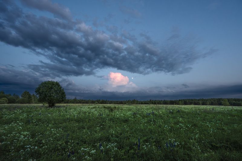 вечер, поле, деревья, луна, небо, облака, свет, цветы летний вечерphoto preview