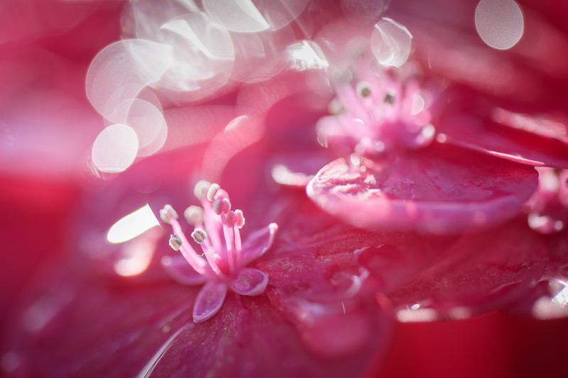 Hortensiaphoto preview